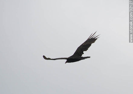 Cuervo - Punta del Este y balnearios cercanos - URUGUAY. Foto No. 32127
