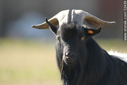 Lecocq zoo. Goat of Gabon. - Department of Montevideo - URUGUAY. Photo #32459