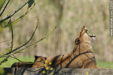 Lecocq zoo. Yawning lioness and its cub. - Department of Montevideo - URUGUAY. Foto No. 32531