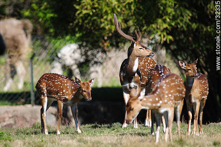 Lecocq zoo. Chital or cheetal (Axis axis), also known as chital deer, spotted deer or axis deer. - Fauna - MORE IMAGES. Photo #32335