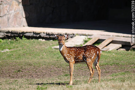 Lecocq zoo. Chital or cheetal (Axis axis), also known as chital deer, spotted deer or axis deer. - Department of Montevideo - URUGUAY. Photo #32339