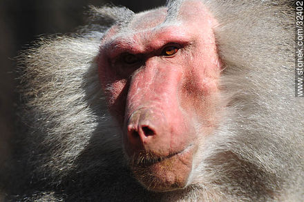 Lecocq zoo. Male baboon. - Department of Montevideo - URUGUAY. Photo #32402