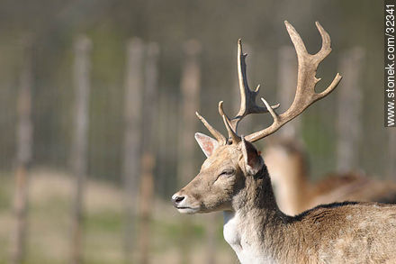 Lecocq zoo. Fallow Deer (Dama dama) - Fauna - MORE IMAGES. Photo #32341