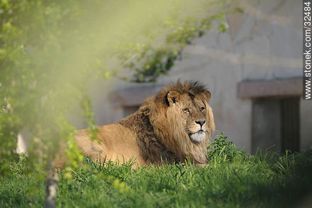 Lecocq zoo. Lion. - Department of Montevideo - URUGUAY. Photo #32484
