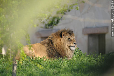 Lecocq zoo. Lion. - Department of Montevideo - URUGUAY. Photo #32487