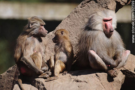Lecocq zoo. Baboon family. - Fauna - MORE IMAGES. Photo #32399