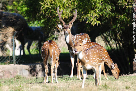 Lecocq zoo. Chital or cheetal (Axis axis), also known as chital deer, spotted deer or axis deer. - Department of Montevideo - URUGUAY. Photo #32332