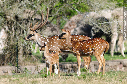 Lecocq zoo. Chital or cheetal (Axis axis), also known as chital deer, spotted deer or axis deer. - Fauna - MORE IMAGES. Photo #32333