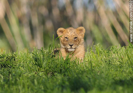 Parque Lecocq. Cachorro de león. - Departamento de Montevideo - URUGUAY. Foto No. 32502