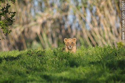 Lecocq zoo. Lion cub. - Department of Montevideo - URUGUAY. Foto No. 32501