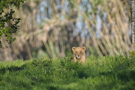 Lecocq zoo. Lion cub. - Department of Montevideo - URUGUAY. Photo #32503