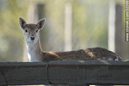 Lecocq zoo. Fallow Deer (Dama dama) - Department of Montevideo - URUGUAY. Photo #32366