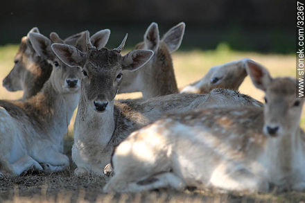 Lecocq zoo. Fallow Deer (Dama dama) - Department of Montevideo - URUGUAY. Photo #32367