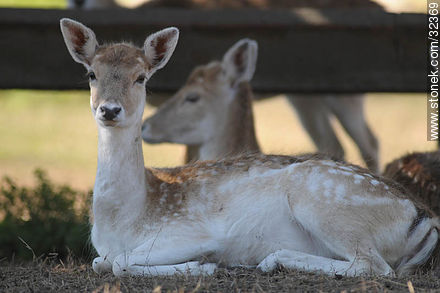 Lecocq zoo. Fallow Deer (Dama dama) - Department of Montevideo - URUGUAY. Photo #32369