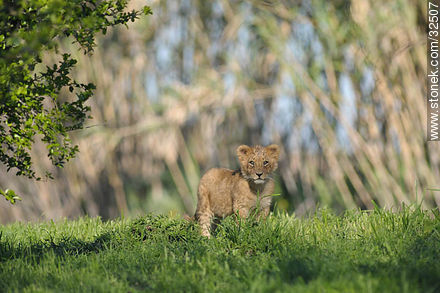 Lecocq zoo. Lion cub. - Department of Montevideo - URUGUAY. Foto No. 32507