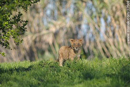 Lecocq zoo. Lion cub. - Department of Montevideo - URUGUAY. Photo #32508