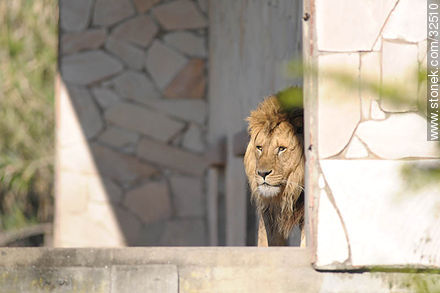Lecocq zoo. Lion. - Department of Montevideo - URUGUAY. Foto No. 32510