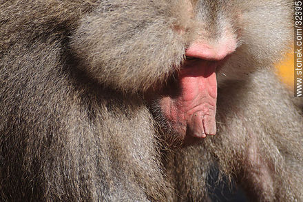 Lecocq zoo. Male baboon. - Department of Montevideo - URUGUAY. Photo #32395