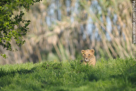 Lecocq zoo. Lion cub. - Department of Montevideo - URUGUAY. Photo #32504