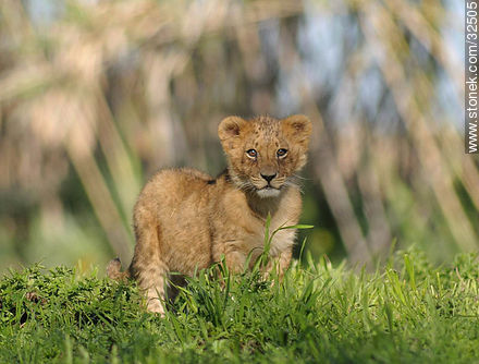Lecocq zoo. Lion cub. - Department of Montevideo - URUGUAY. Foto No. 32505
