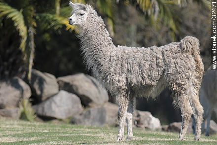 Lecocq zoo. Llama. - Department of Montevideo - URUGUAY. Photo #32471