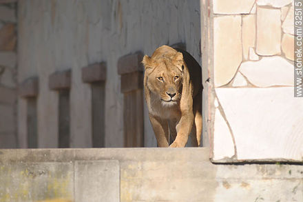 Lecocq zoo. Lioness. - Department of Montevideo - URUGUAY. Foto No. 32515