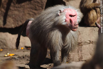 Lecocq zoo. Ungry male baboon. - Department of Montevideo - URUGUAY. Photo #32396