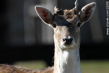 Lecocq zoo. Fallow Deer (Dama dama) - Fauna - MORE IMAGES. Photo #32351