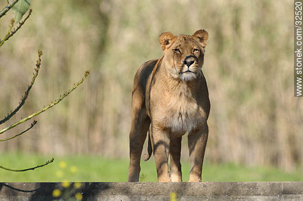 Lecocq zoo. Lioness. - Department of Montevideo - URUGUAY. Photo #32520