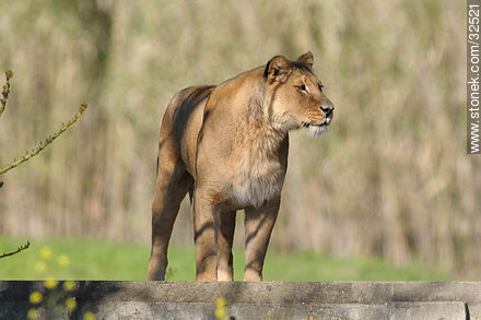 Lecocq zoo. Lioness. - Department of Montevideo - URUGUAY. Photo #32521