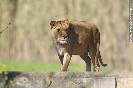 Lecocq zoo. Lioness. - Department of Montevideo - URUGUAY. Foto No. 32523