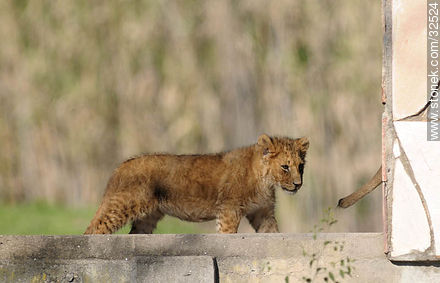 Lecocq zoo. Lion cub. - Fauna - MORE IMAGES. Photo #32524