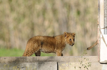 Lecocq zoo. Lion cub. - Department of Montevideo - URUGUAY. Foto No. 32525