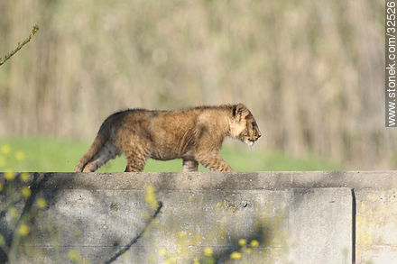 Lecocq zoo. Lion cub. - Department of Montevideo - URUGUAY. Foto No. 32526
