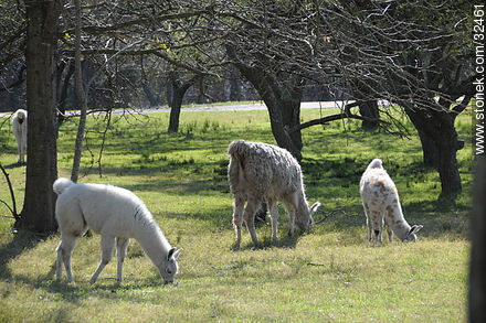 Lecocq zoo. Llamas. - Department of Montevideo - URUGUAY. Photo #32461