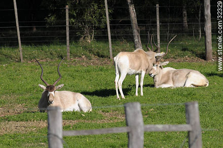 Lecocq zoo. Addax, also known as the screwhorn antelope. - Department of Montevideo - URUGUAY. Photo #32329