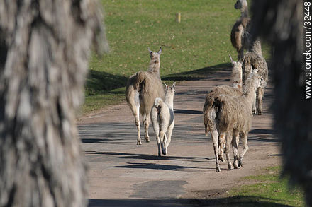 Lecocq zoo park. Group of llamas. - Department of Montevideo - URUGUAY. Photo #32448