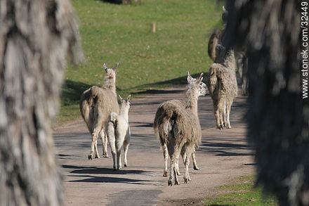Lecocq zoo park. Group of llamas. - Fauna - MORE IMAGES. Photo #32449