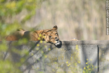 Lecocq zoo. Lioness. - Department of Montevideo - URUGUAY. Photo #32539