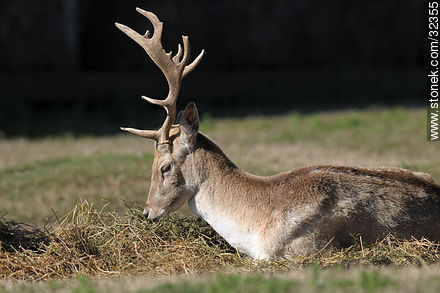 Lecocq zoo. Fallow Deer (Dama dama) - Department of Montevideo - URUGUAY. Photo #32355
