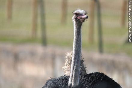 Lecocq zoo. Ostrich. - Department of Montevideo - URUGUAY. Photo #32379