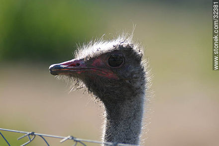 Lecocq zoo. Ostrich. - Fauna - MORE IMAGES. Photo #32381