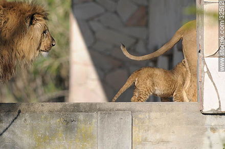 Lecocq zoo.Lion cub between his parents. - Department of Montevideo - URUGUAY. Photo #32512