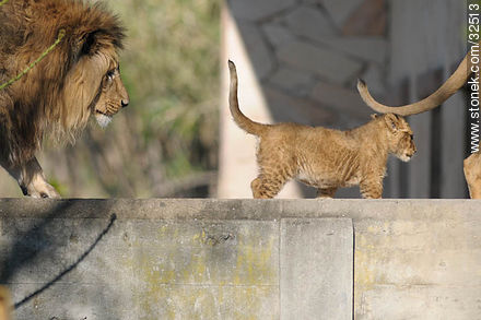 Lecocq zoo.Lion cub between his parents. - Department of Montevideo - URUGUAY. Foto No. 32513