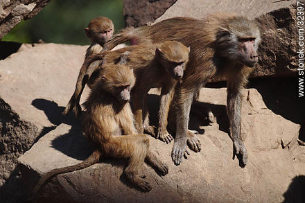 Lecocq zoo. Baboon family. - Department of Montevideo - URUGUAY. Photo #32397