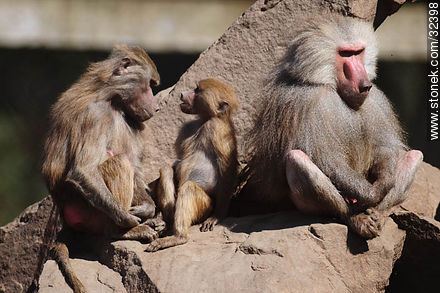Lecocq zoo. Baboon family. - Department of Montevideo - URUGUAY. Photo #32398