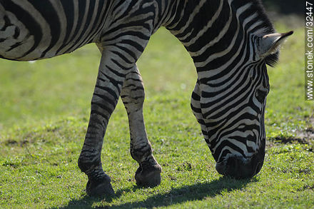 Lecocq Park. Zebra. - Fauna - MORE IMAGES. Photo #32447