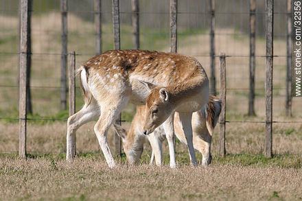 Lecocq zoo. Fallow Deer (Dama dama) - Fauna - MORE IMAGES. Photo #32356