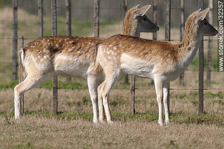 Lecocq zoo. Fallow Deer (Dama dama) - Department of Montevideo - URUGUAY. Photo #32357