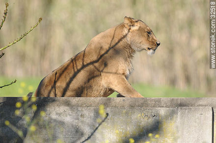 Lecocq zoo. Lioness. - Department of Montevideo - URUGUAY. Photo #32518